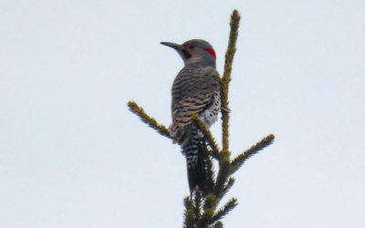 Churchill Flicker Photo