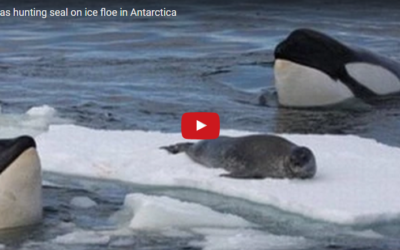 Video – Orcas Hunting Seals in Antarctica