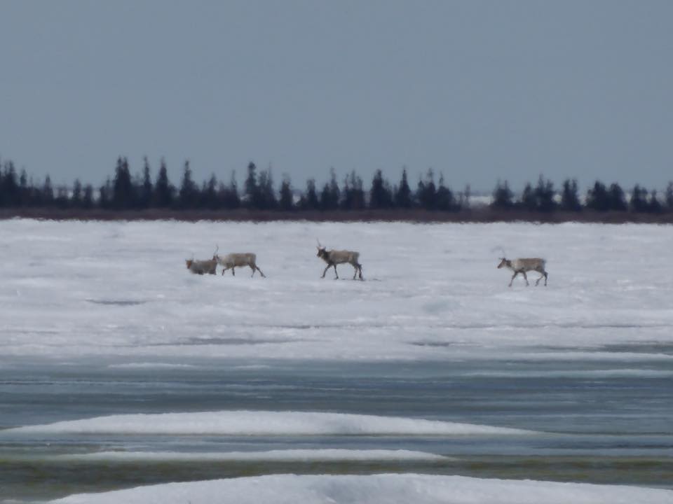 Caribou crossing Churchill river 