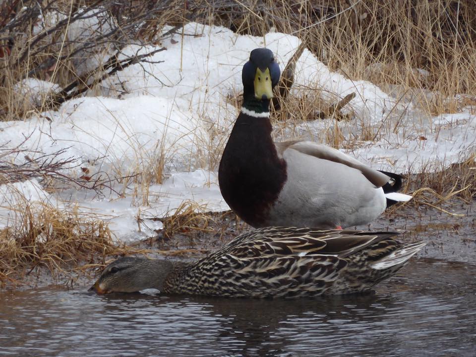 Mallards in the water. Rhonda Reid photo.
