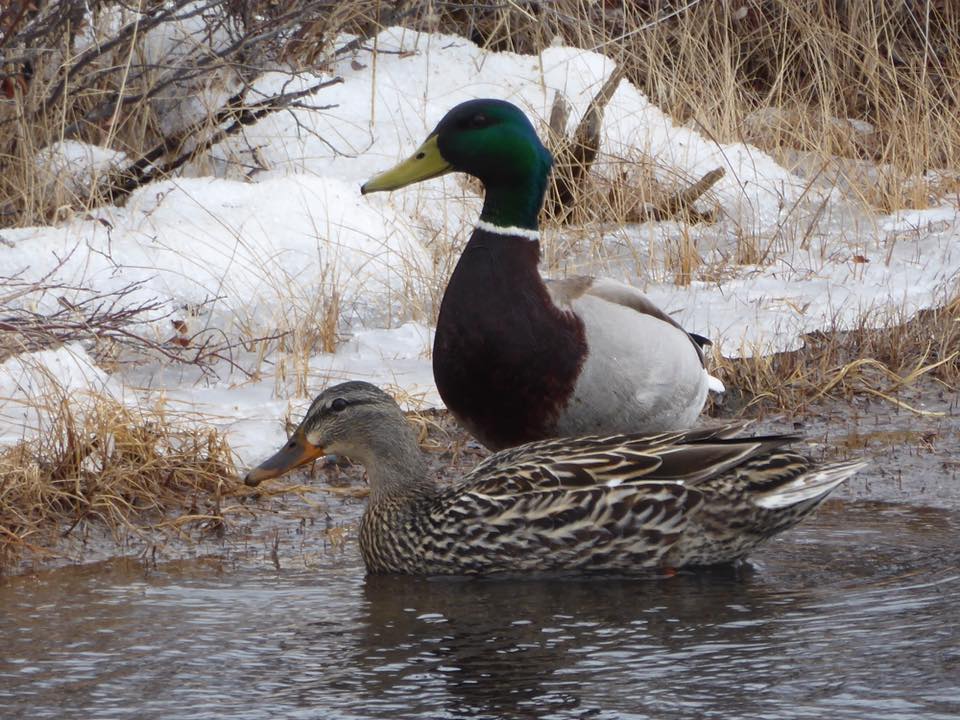 Mallard ducks in Churchill