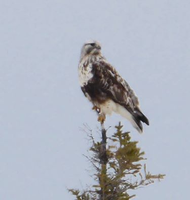 Rough legged hawk churchill, Manitoba