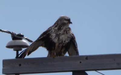 Signs of Spring in Churchill