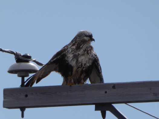 rough legged hawk in Churchill, Manitoba