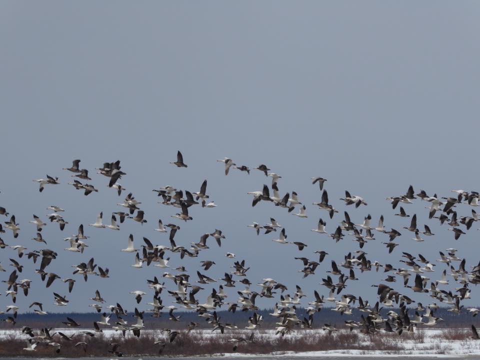 snow geese churchill, manitoba