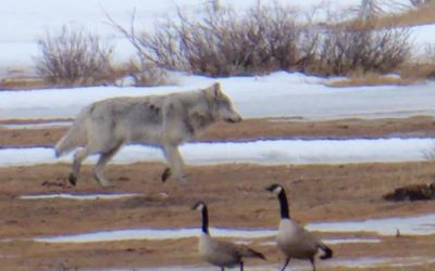 Churchill Gray Wolf Photo