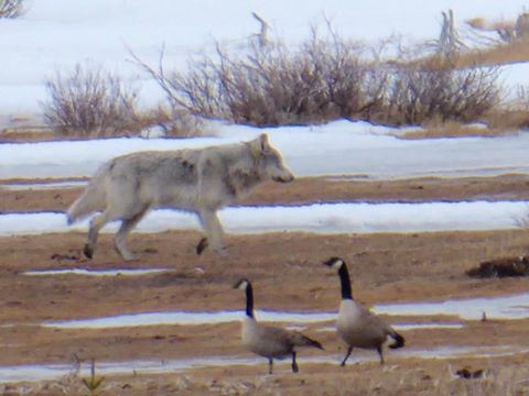 wolf in Churchill, Manitoba
