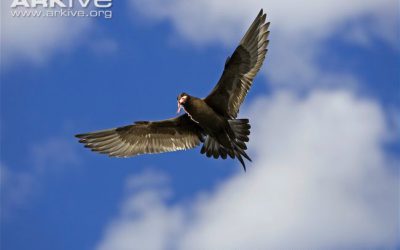 Parasitic Jaegers and Kleptoparisitism