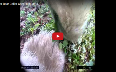 Churchill Video of the Week – Polar Bear Collar Cam