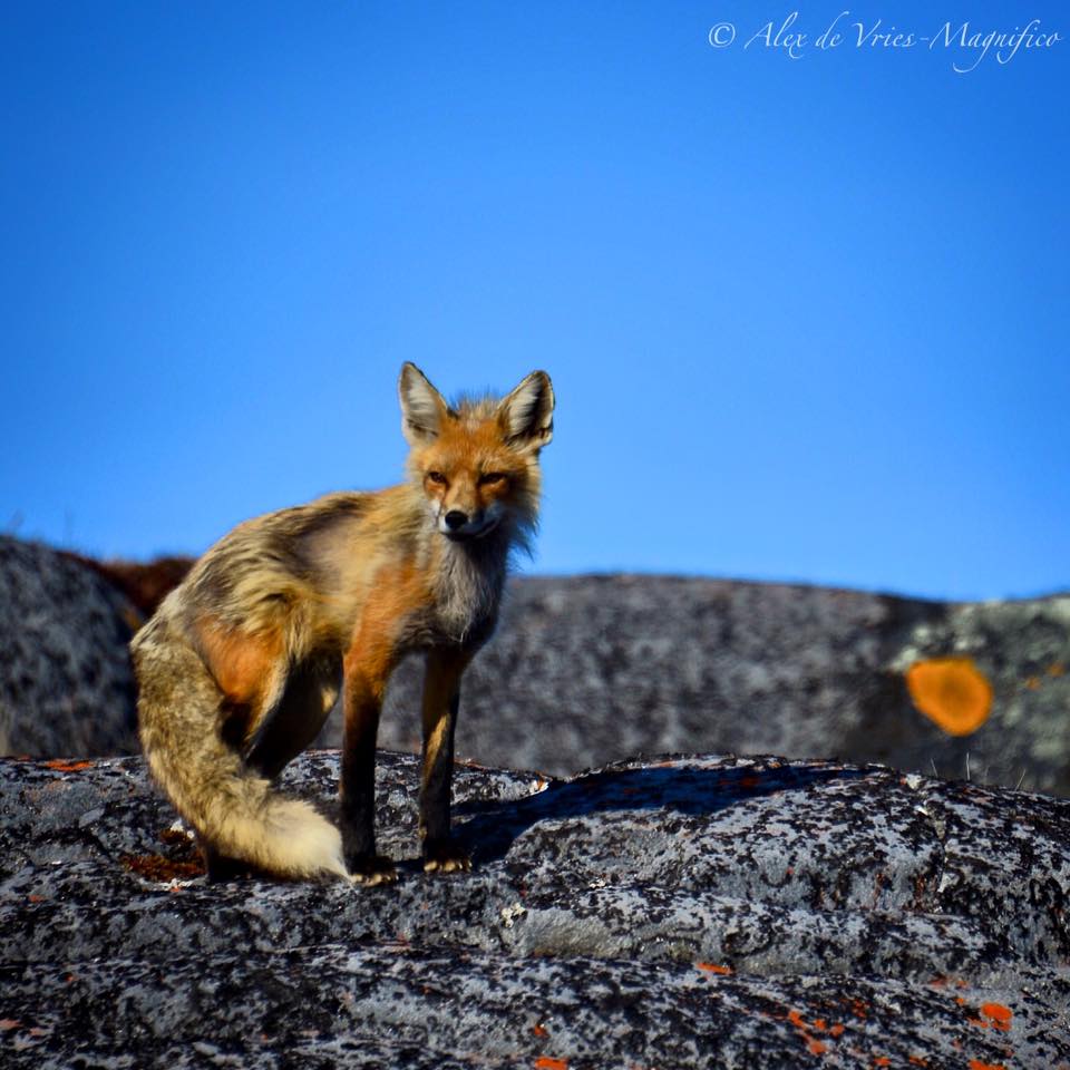 red fox churchill, Manitoba