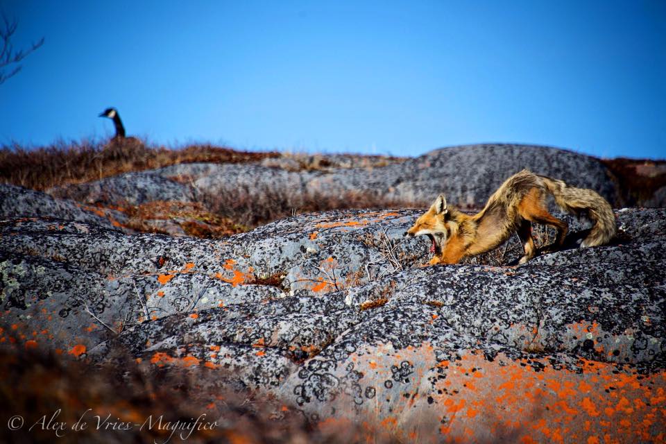 red fox canada goose in Churchill, Manitoba