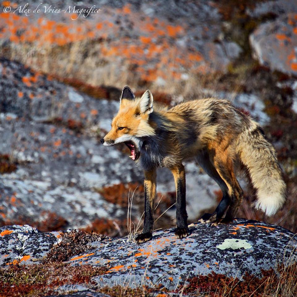 red fox in Churchill, Manitoba