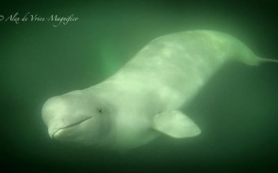 Belugas Back in Churchill Waters