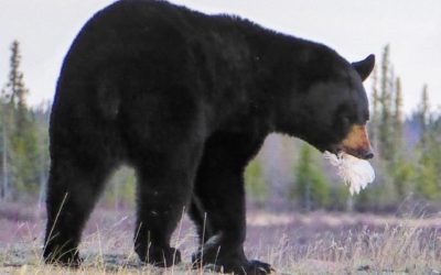 Black Bear Hunting Geese in Churchill