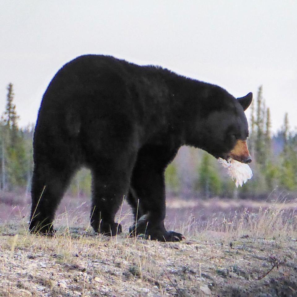 black bear churchill, Manitoba lesser snow goose