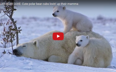 Churchill Video of the Week – Momma and Cubs