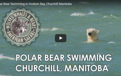 Churchill Video of the Week – Polar Bear Swim