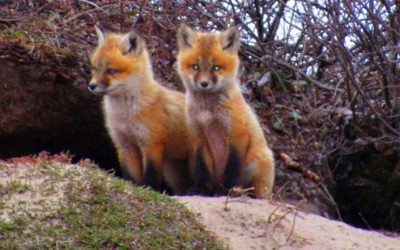 Churchill Red Fox Den Discovered