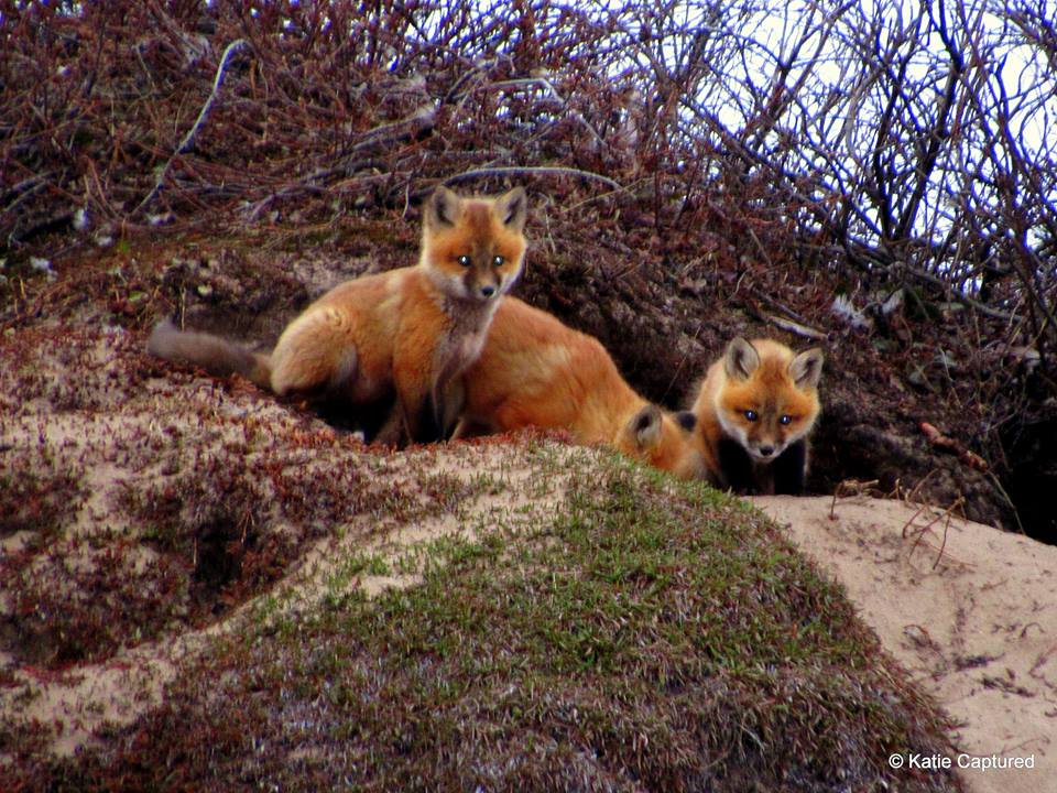 red foxes in churchill