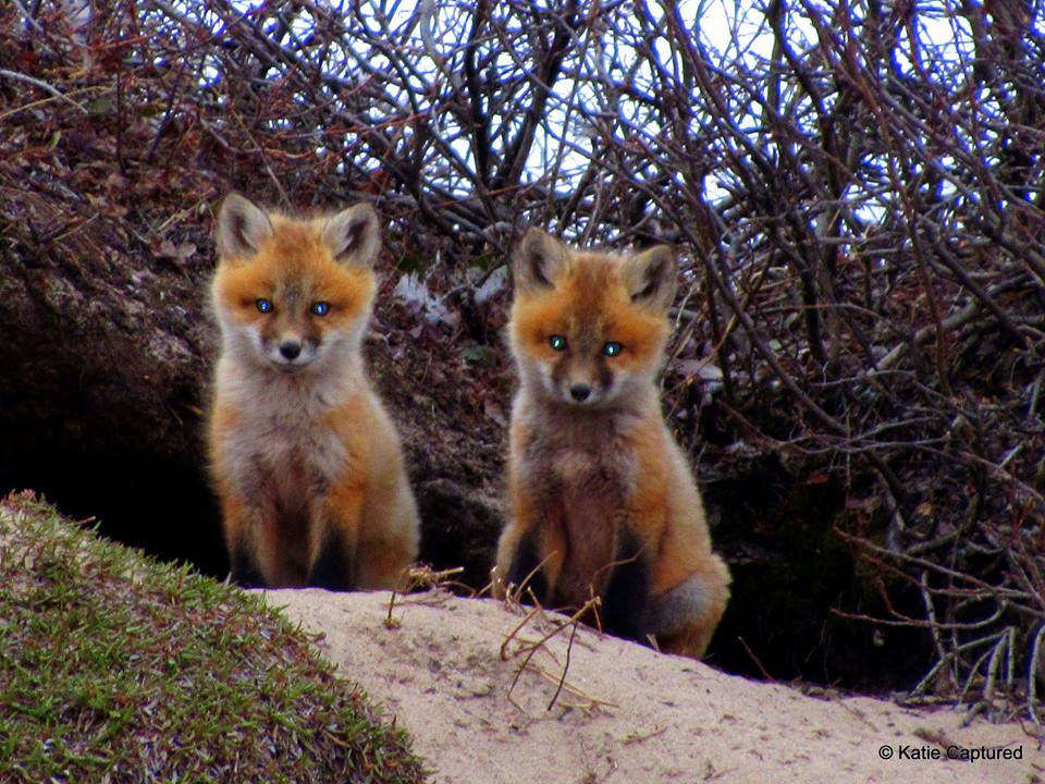 red foxes in Churchill