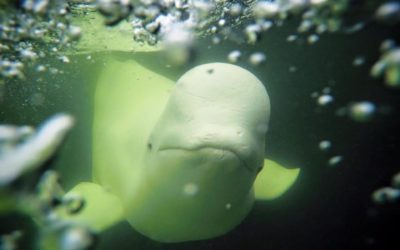 Churchill Summertime Fun