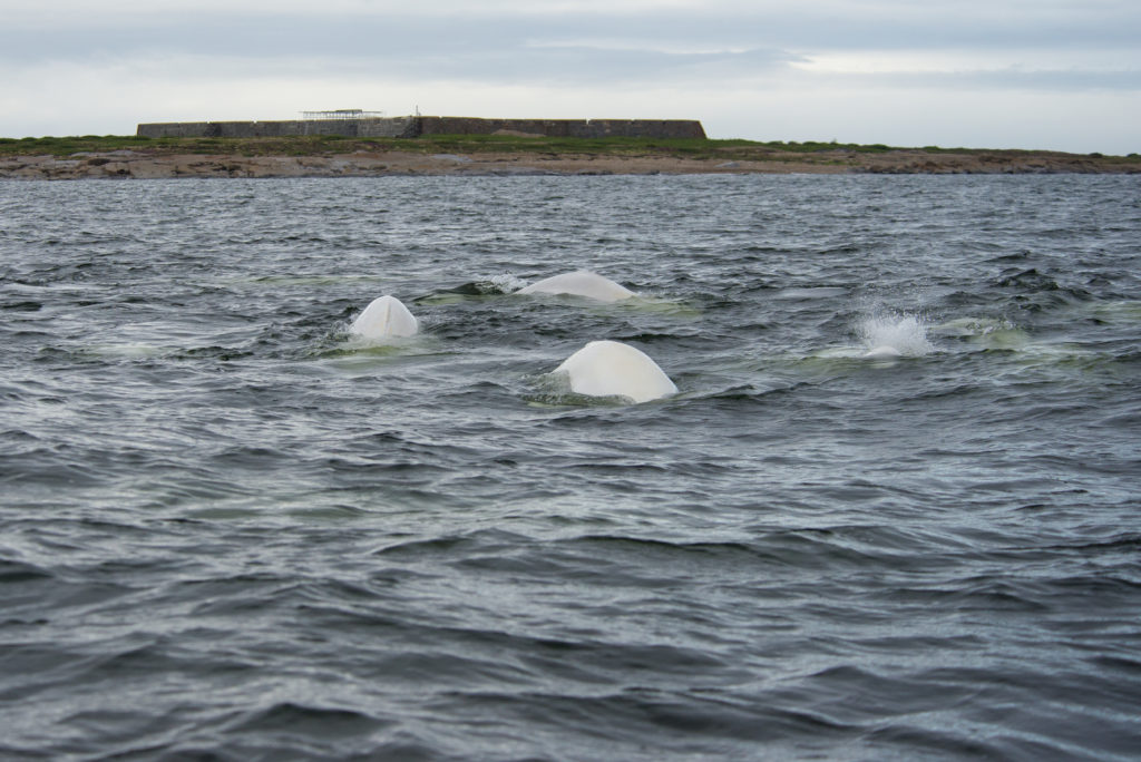 Beluga whales churchill