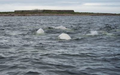 Churchill Adventures Field Notes