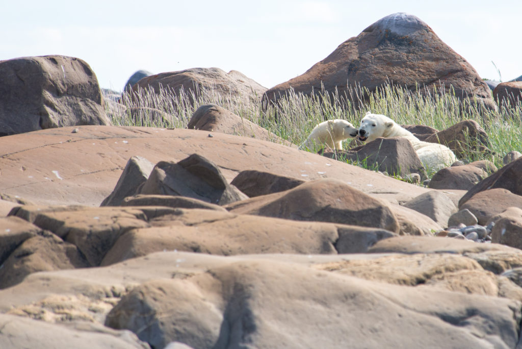 Polar bears churchill