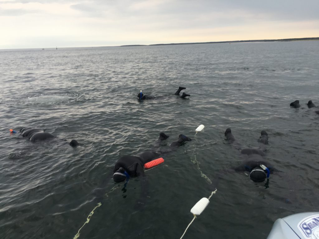 beluga whales churchill, Manitiba
