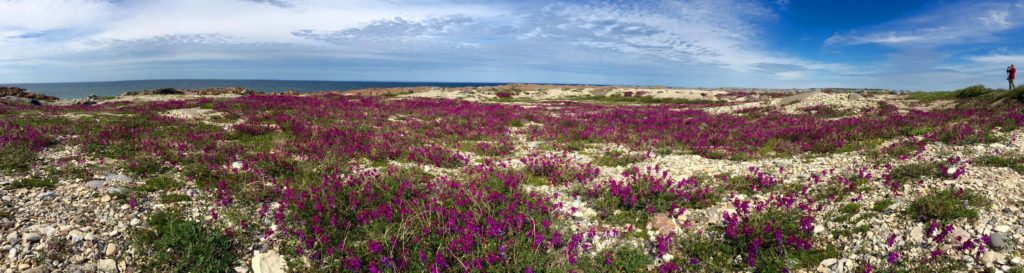 wildflowers in Churchill