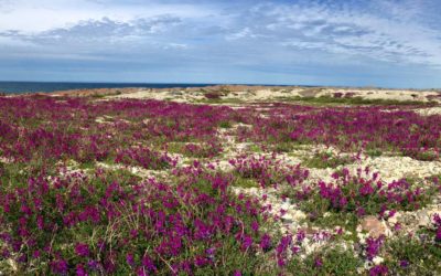 Churchill Photo of the Week