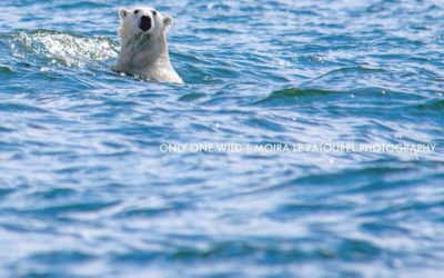 Churchill Photo of the Week – Swimming Polar Bear