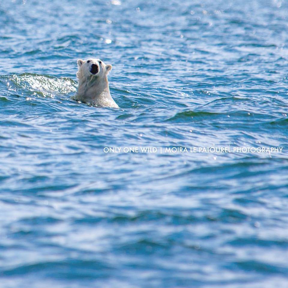 polar bear in the Hudson Bay Churchill, Manitoba
