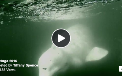 Churchill Beluga Whale Video