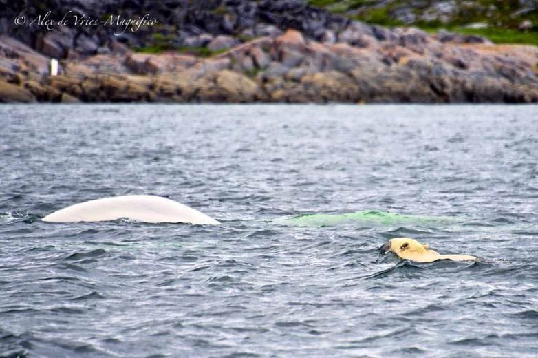 belugas and polar bear churchill, MAnitoba