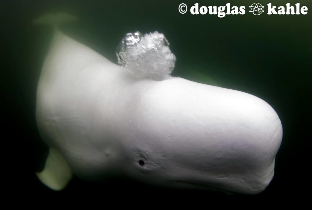 Belugas in the Churchill River