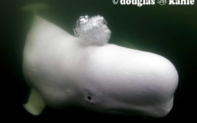 Churchill Photo of the Week – Beluga