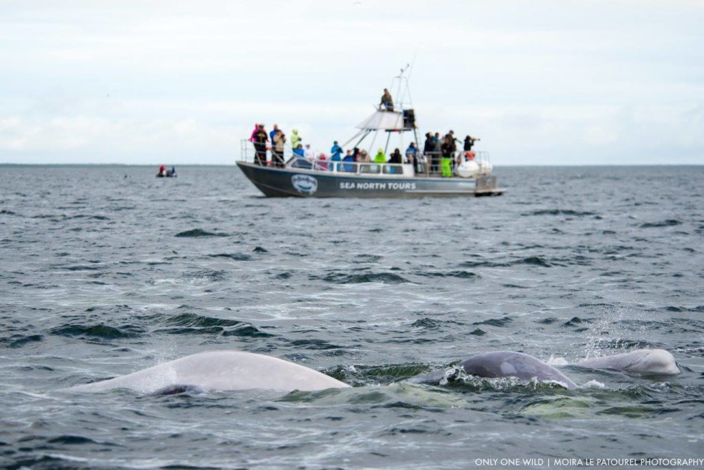beluga whales in the Churchill river