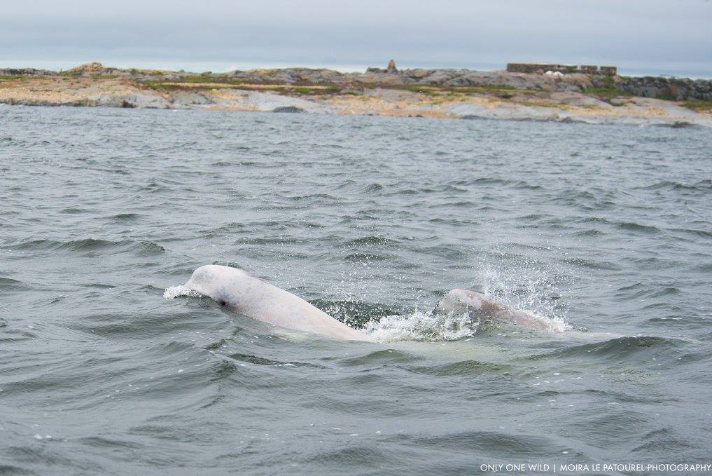 beluga whales in Churchill