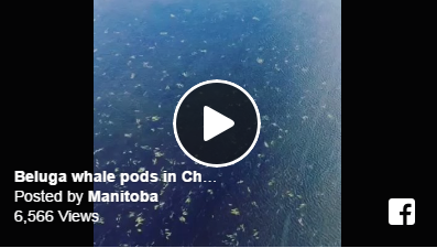 Beluga Whales Galore in Churchill