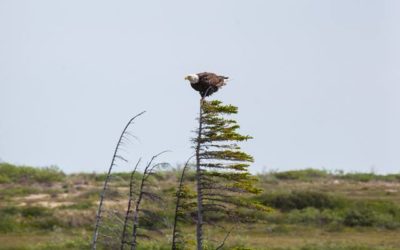 Churchill Arctic Summer – A View from the Field