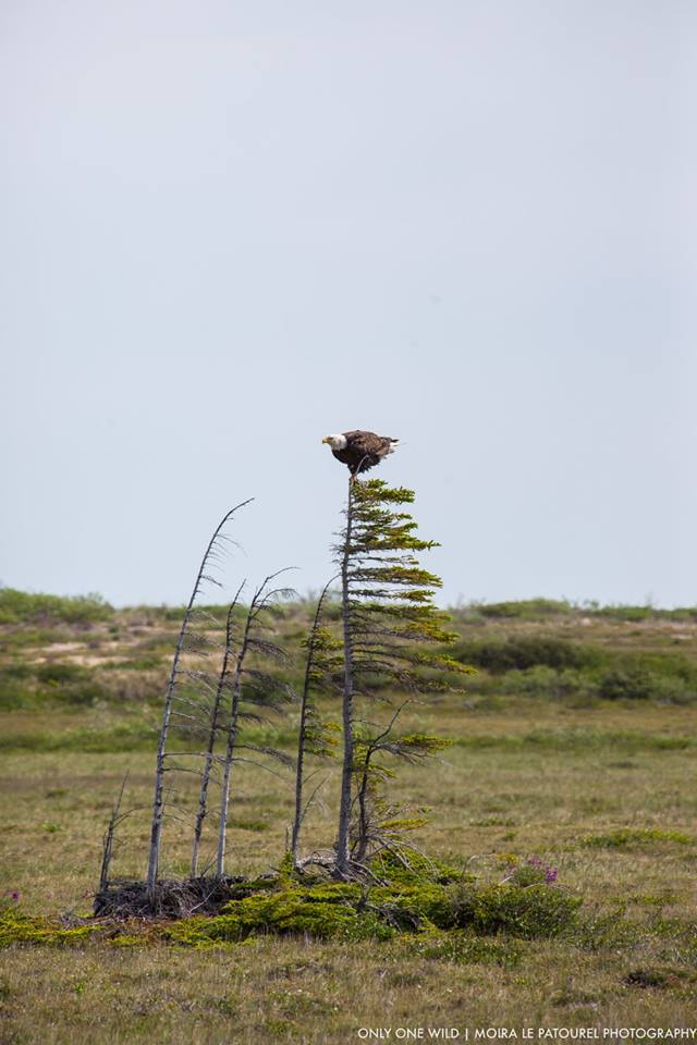 bald eagle in churchill, Manitoba