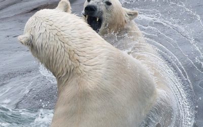 Sparring Polar Bears in Water
