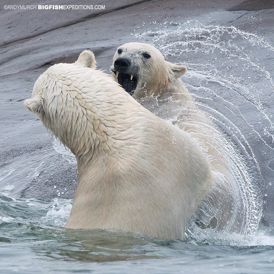 polar bears sparring in Churchill, Manitoba