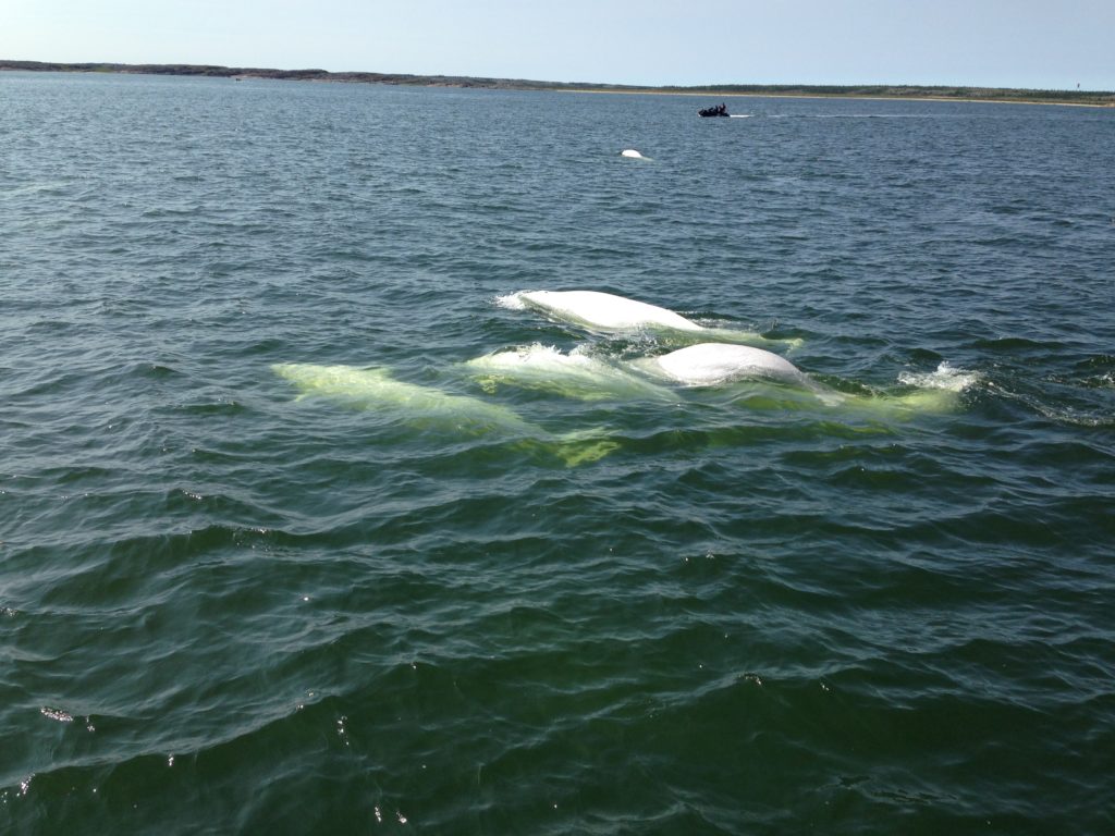 Beluga whales in Churchill