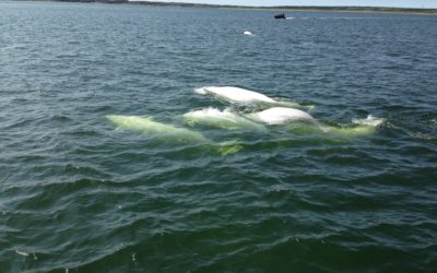 Happy Father’s Day from Churchill