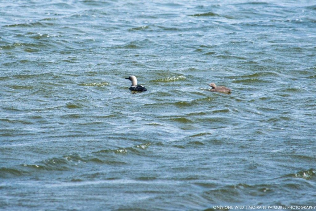 common loon in Churchill