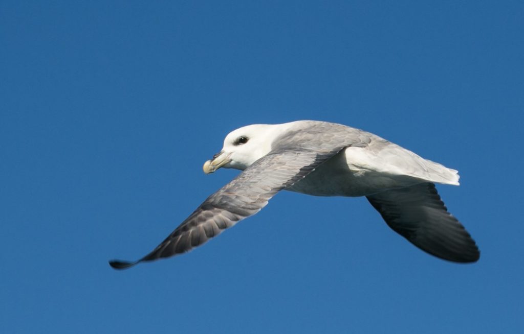 Northern fulmar in Greenland
