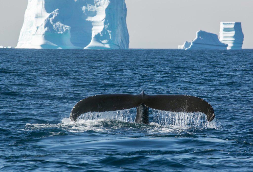 Humpback whale Greenland