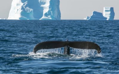 Arctic Spotlight – Greenland Photos